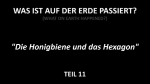 E11 - Die Honigbiene und das Hexagon